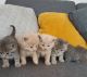 British Shorthair Cats for sale in Palm Springs, CA, USA. price: NA