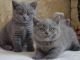 British Shorthair Cats for sale in Fresno, CA, USA. price: NA