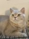 British Shorthair Cats for sale in Philadelphia, PA, USA. price: NA