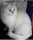 British Shorthair Cats for sale in San Diego, CA, USA. price: $2,000