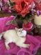 British Shorthair Cats for sale in San Diego, CA, USA. price: $1,800