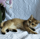 British Shorthair Cats for sale in Auburn, AL, USA. price: $1,400