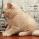 British Shorthair Cats for sale in Auburn, AL, USA. price: NA
