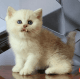 British Shorthair Cats for sale in Auburn, AL, USA. price: NA