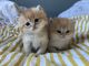 British Shorthair Cats for sale in Round Lake Beach, IL, USA. price: $1,000