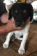 Brittany Puppies for sale in Buffalo, NY 14216, USA. price: NA