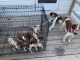Brittany Puppies for sale in Lewistown, MO 63452, USA. price: NA