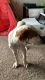 Brittany Puppies for sale in Ankeny, IA, USA. price: NA