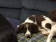 Brittany Puppies for sale in Westview, KY 40144, USA. price: $400