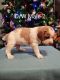 Brittany Puppies for sale in Elizabeth, CO 80107, USA. price: NA