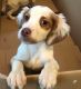 Brittany Puppies for sale in Winslow, AZ 86047, USA. price: NA