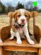 Brittany Puppies for sale in Ada, OK, USA. price: $850