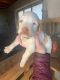 Brittany Puppies for sale in Andrews, TX 79714, USA. price: $800