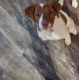 Brittany Puppies for sale in Dows, IA 50071, USA. price: NA