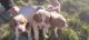 Brittany Puppies for sale in Bayfield, CO 81122, USA. price: $1,200