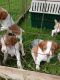 Brittany Puppies for sale in Greenleaf, WI 54126, USA. price: NA