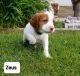 Brittany Puppies for sale in Claymont, DE 19703, USA. price: NA
