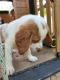 Brittany Puppies for sale in Newton County, MO, USA. price: NA