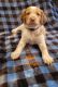 Brittany Puppies for sale in Independence, IA 50644, USA. price: $650