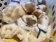 Brittany Puppies for sale in Pembroke, GA 31321, USA. price: $1,100