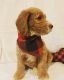 Brittany Puppies for sale in Long Beach, CA 90808, USA. price: $1,500