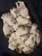 Brittany Puppies for sale in Crestline, CA 92325, USA. price: $1,200