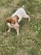 Brittany Puppies for sale in Fairbank, IA 50629, USA. price: $650