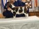 Brittany Puppies for sale in Napa, CA, USA. price: NA
