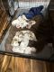 Brittany Puppies for sale in Huntsville, AL 35803, USA. price: NA
