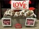 Brittany Puppies for sale in Denton, NE 68339, USA. price: NA