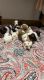 Brittany Puppies for sale in Fort Payne, AL, USA. price: $250