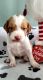 Brittany Puppies for sale in Mohawk, NY 13407, USA. price: NA