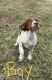 Brittany Puppies for sale in Morganton, NC 28655, USA. price: NA