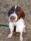 Brittany Puppies for sale in Copperas Cove, TX, USA. price: $600