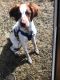 Brittany Puppies for sale in Agawam, MA, USA. price: NA