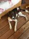 Brittany Puppies for sale in 15-1701 15th Ave, Keaau, HI 96749, USA. price: NA
