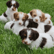 Brittany Puppies for sale in Cincinnati, OH, USA. price: NA