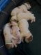 Brittany Puppies for sale in Fort Morgan, CO 80701, USA. price: NA