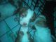 Brittany Puppies for sale in Charlton, MA 01507, USA. price: NA