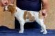 Brittany Puppies for sale in Torrance, CA, USA. price: $150,000