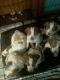 Brittany Puppies for sale in Charlton, MA 01507, USA. price: NA