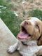 Brittany Puppies for sale in Oklahoma City, OK 73160, USA. price: NA