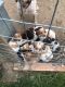 Brittany Puppies for sale in Hines, OR 97738, USA. price: $600