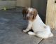 Brittany Puppies for sale in Marble Falls, TX 78654, USA. price: $700