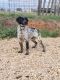 Brittany Puppies for sale in Owatonna, MN, USA. price: NA