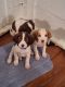 Brittany Puppies for sale in Arlington, WA, USA. price: $800