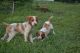 Brittany Puppies for sale in York Springs, PA 17372, USA. price: $650