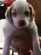 Brittany Puppies for sale in 2259 Jackson Blvd, Highland Charter Twp, MI 48356, USA. price: $800