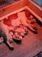 Brittany Puppies for sale in Fennville, Michigan. price: $1,200