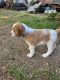 Brittany Puppies for sale in Choctaw, Oklahoma. price: $800